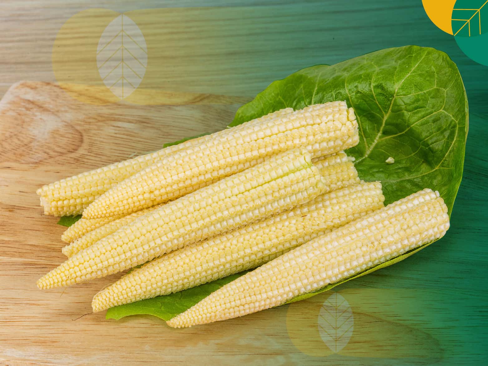 Ingin Budidaya Jagung Baby Corn? Begini Caranya! Gokomodo Blog