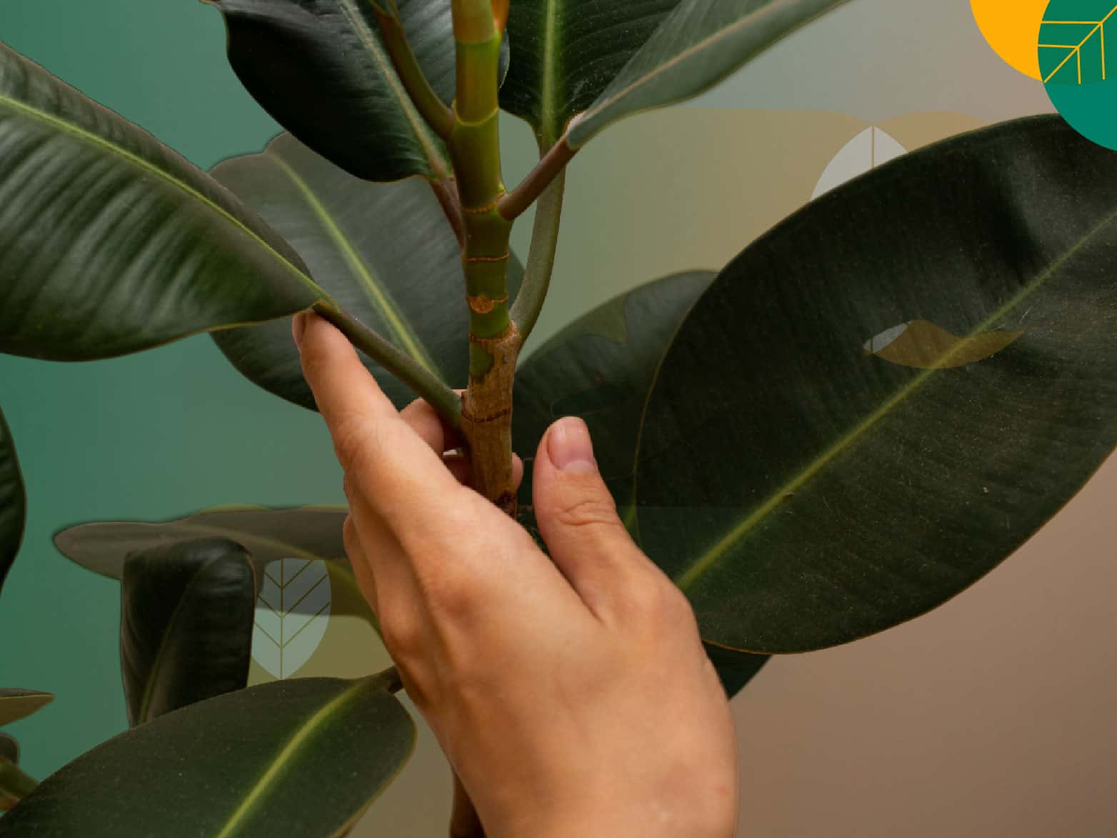 Ketahui Karateristik Pohon Karet Kebo dan Cara Perawatannya, Yuk! | Gokomodo