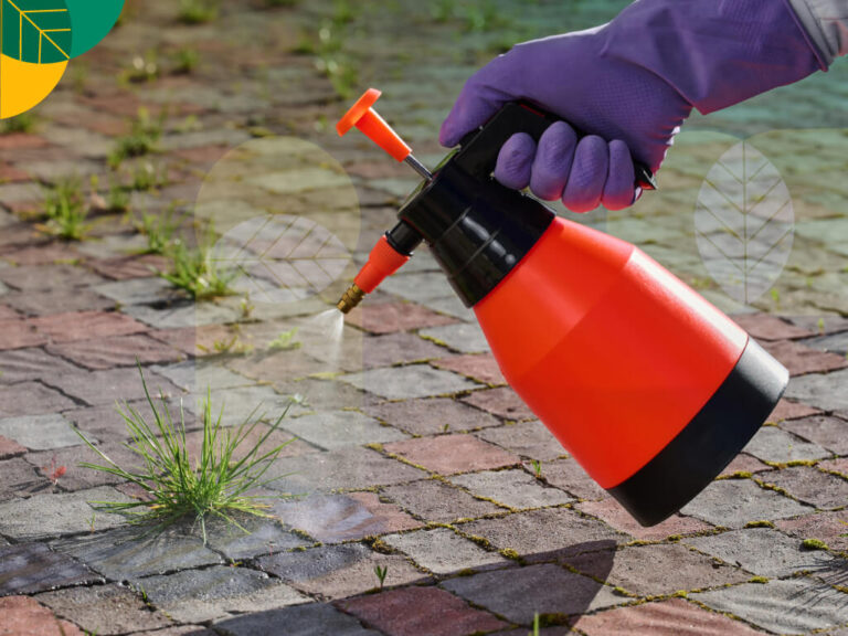 Inilah 5 Rekomendasi Racun Rumput Paling Ampuh Ala Gokomodo | Gokomodo