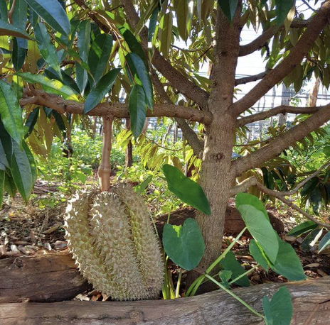 pupuk durian agar cepat berbuah